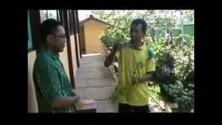 preview picture of video 'Budidaya Tanaman Bengkoang di Kebun SMAN 1 Prembun'