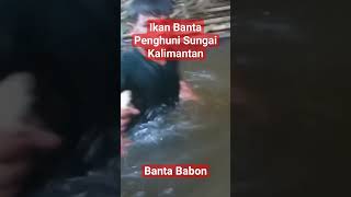 Download lagu Ikan Banta Penghuni Sungai Kalimantan #shorts #shortvideo mp3 Download lagu Ikan Banta Penghuni Sungai Kalimantan #shorts #shortvideo mp3
