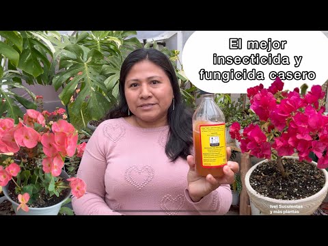 Amazing Uses of Vinegar on All Our Plants: The Best Homemade Fungicide and Insecticide