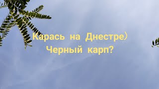 Ловля карася на днестре в августе