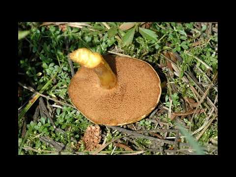 Chalciporus piperatoides