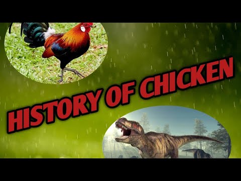 History of chicken// domestication of chicken// chicken evolution