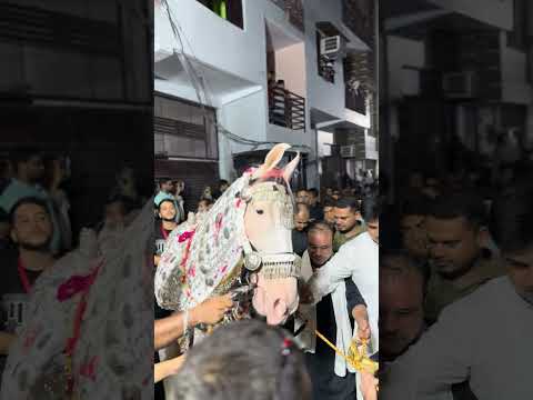 zuljanah||ghaziabad shabedari wa juloos||amroha azadari||amroha muharram||1446 hijri//2024