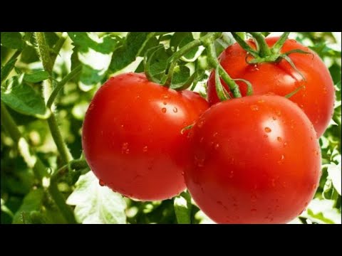 Tenha tomates o ano todo com apenas 1 tomate !!!! Forma econômica e resultado garantido!!