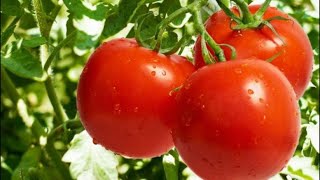 Tenha tomates o ano todo com apenas 1 tomate !!!! Forma econmica e resultado garantido!!