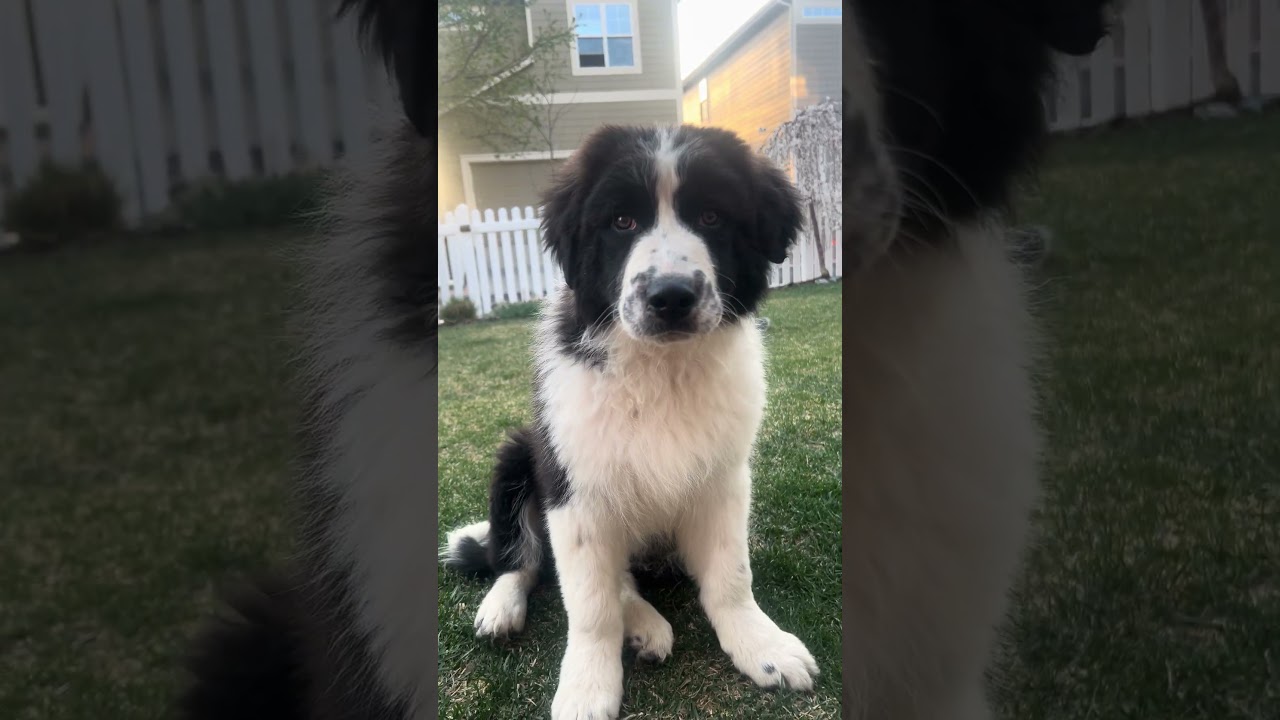 Enlarge Marley, an adopted mixed breed in Fort Collins, CO video 2/2