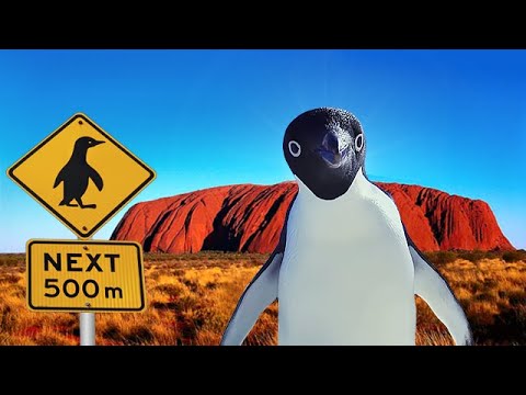 企鵝也生活在澳洲等炎熱的地方 (Penguins Also Live in Hot Places Like Australia)