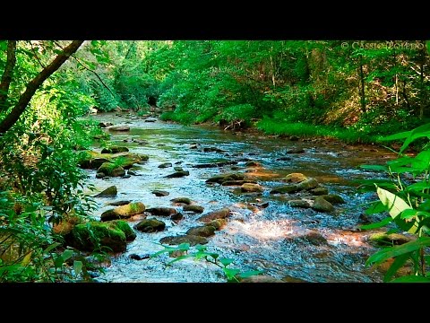 Naturgeräusche - Natur Meditation - Urwaldgeräusche