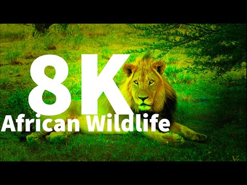 African Wildlife in 8K ULTRA HD HDR