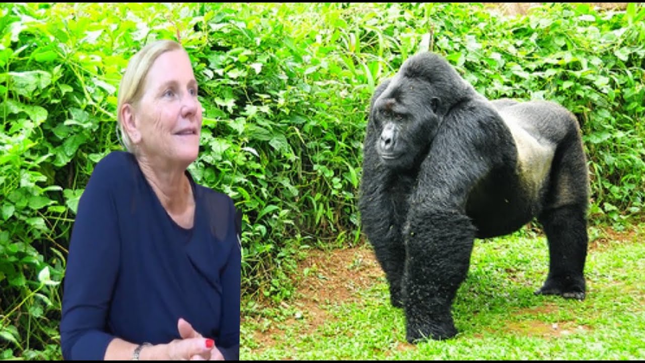 Gorilla Trekking in Uganda. This is what happens at Bwindi Impenetrable National Park