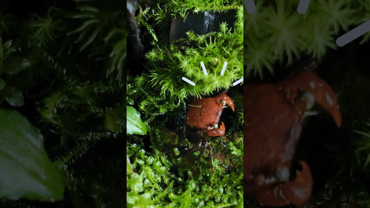 🌿🦀カニリウムに、小さな隠れ家作ってみた！入ってくれるかな…？ #テラリウム #terrarium #カニリウム