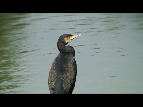 HE WAS BEAUTIFUL (Cavatina) by Iris Williams - HEALING NATURE