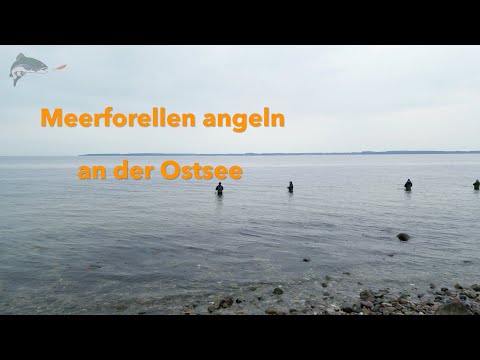 Ein Angeltag auf Meerforelle an der Ostsee