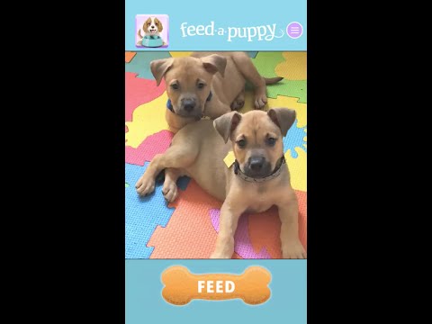 Feed A Puppy Video