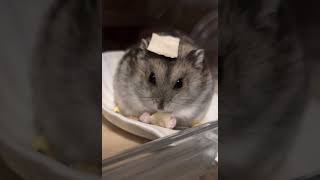 🐹