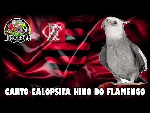 ASSOBIO CALOPSITA - HINO DO FLAMENGO ( ENSINAR CALOPSITA)