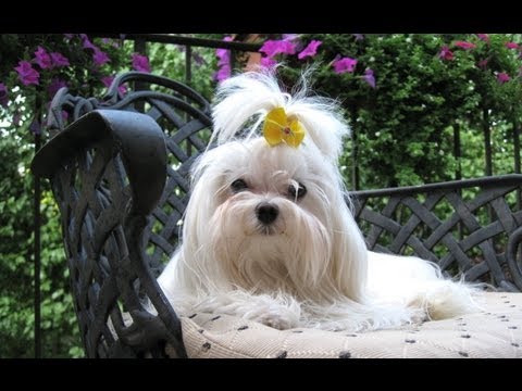 Gevald! - Fun Yiddish Song - Samson Kemelmakher