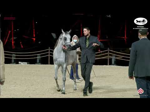 N 41 AL MAJDA AL WAAB   Katara Int  Arabian Peninsula Horse Show 2022   Fillies 2 Years Old Class 2A