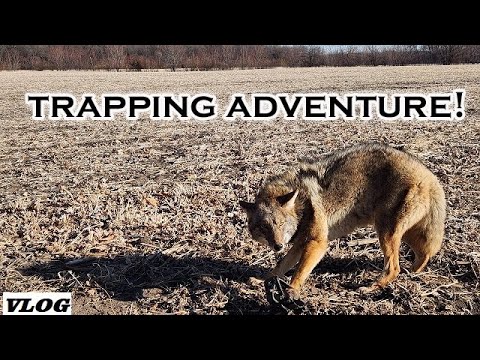 Let's GO TRAPPING! COYOTE TRAPPING EPISODE | TRAPPER VLOG | Missouri 2022