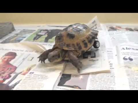 Tortoise In England Outfitted With Hot Wheels To Aid Walking