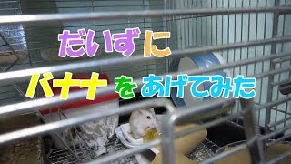 だいず(1F)バナナが嫌いなジャンガリアンハムスター