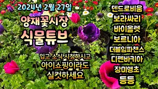 낮기온이 오르니 봄꽃들이 꽃시장에 속속 등장하네요~  2024년 2월 27일 입고영상 #양재꽃시장 #식물튜브…