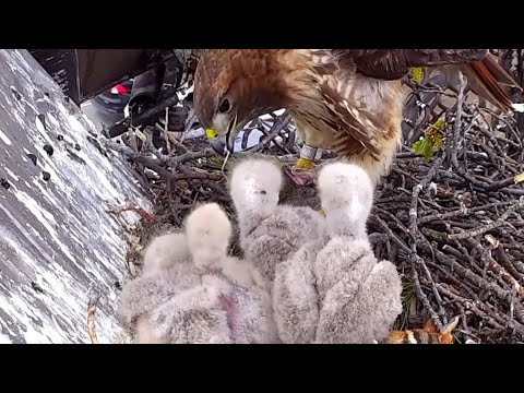 Red-tailed Hawks | Big Red feeding babies on Lunch time | May 07, 2022
