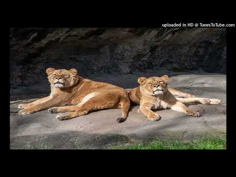 KUMBIA KINGS NO TENGO DINERO