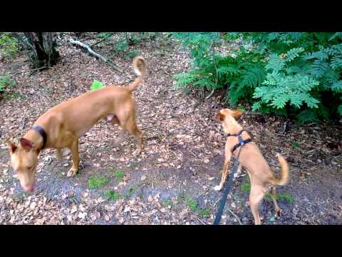 Squealing Podenco meets Farao dog