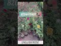 Sealpost Dutch Rose Plant Available Interested Bhuyer Order Now Call Or Whatsapp Me 8208470857