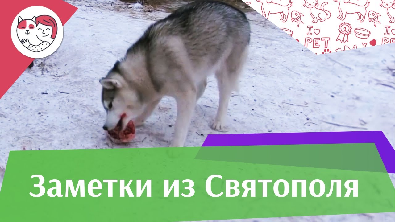 ЗАМЕТКИ ИЗ СВЯТОПОЛЯ выпуск 6 на ilikepet