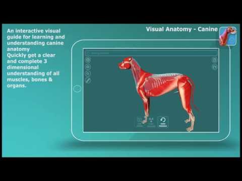 Visual Canine Anatomy 3D - lea Video
