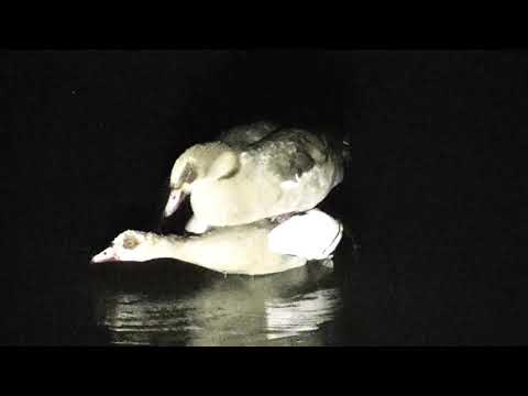 Djuma: Egyptian Geese mating - 04:17 - 11/03/18
