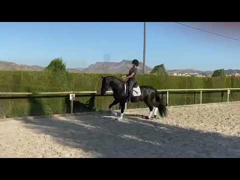 ESCONDO • TOP DRESSAGE PROSPECT FUTURE FEI HORSE • PRE Stallion 4 years 1.67 Meters PIROFREE