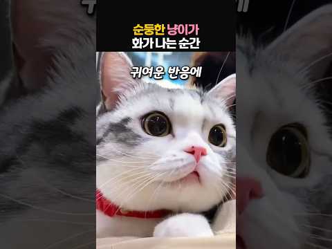 순둥한 냥이가 화가 나는 순간