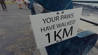 300 dogs walked the Sea Point promenade