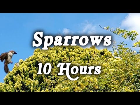▶️ Sparrows In The Tree Tops. Sparrows Bird Ambience. 10 Hours.  🌏