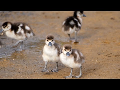 Egyptian Geese, adult pair, with nine goslings, in 4K