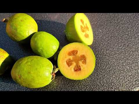 Feijoa - Egzotično voće može i kod nas