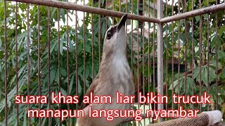 Download lagu suara panggilan trucukan gacor khas alam liar bikin trucuk manapun cepat respon ngamok mp3
