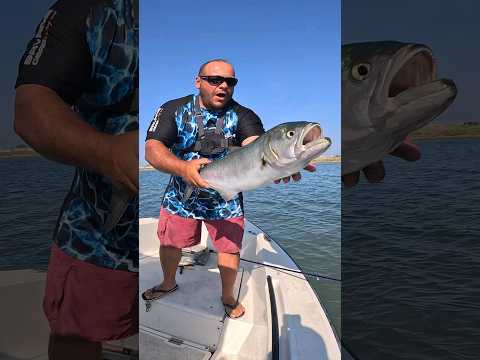 Bluefish IN ⬇️, Bluefish OUT⬆️!