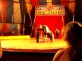 Ponies At Circus Arena
