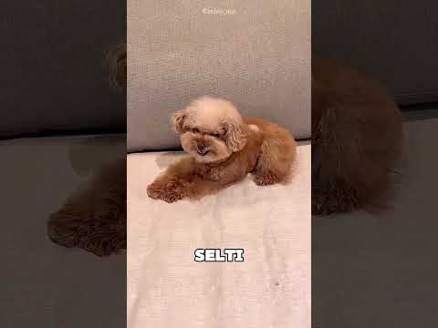 Felfedezte kutyái igazi személyiségét 😯❤️