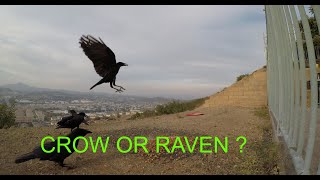 A group of 4 Crows or Ravens chase away nearly 15 doves to take their food
