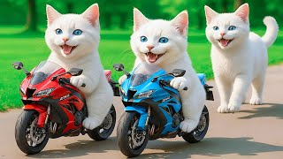 Download lagu Mama Cat Trims Fur on the Farm and Makes Tiger Hat For Kittens At Home🐾🎩🐯 mp3