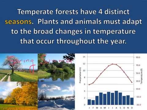Temperate Forest Adaptations