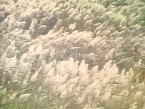 Elda Viler - Zlati prah imaš v očeh