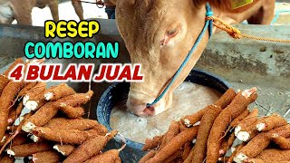 Download lagu Resep Comboran Sapi 4 Bulan Panen‼️ Penggemukan Cara Singkat mp3
