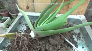 How to Grow Aloe Vera Plant at Home | How to Grow Aloe Vera From Pups (Urdu/hindi)