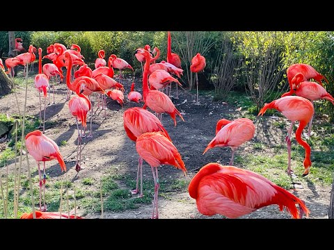Stunning Pink beautiful Flamingos bird Natural sounds | honking | noise |moves| HD 4K | GERMANY ZOO